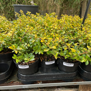 Ilex crenata 'Golden Gem'