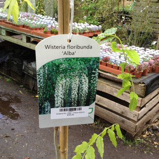 Wisteria floribunda 'Alba' - 175cm-200cm