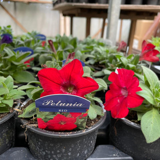 Petunia -Black Pot