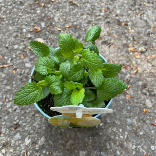 Lemon balm (p12)