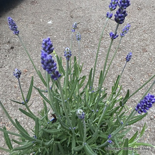 Lavender ang. 'Felice Provence' (p02)