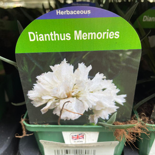 Dianthus 'Memories' 9cm