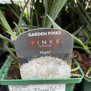 Dianthus 'Haytor' 9cm