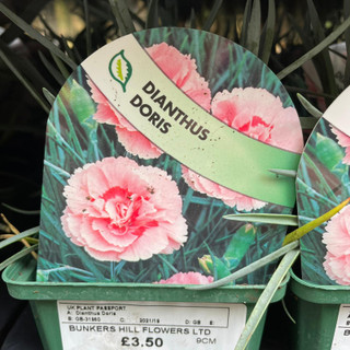 Dianthus 'Doris' 9cm