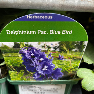 Delphinium 'Blue Bird' 9cm
