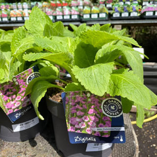 Digiatalis 'Dalmation Purple' (foxglove)