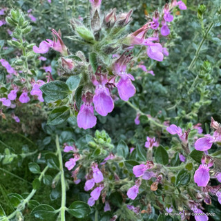 Teucrium x lucidrys (5L)