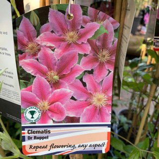 Clematis 'Dr Ruppel'