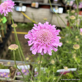 Scabiosa columbaria 'Flutter Rose Pink'-3ltr