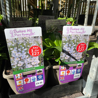 Veronica gentianiodes 'Tissington White'-3ltr
