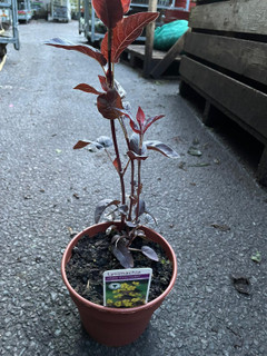 Lysimachia 'Firecracker' 14.5cm