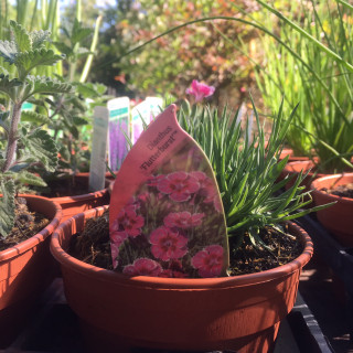 Dianthus 'Flutterburst' (11cm)