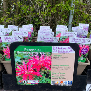 Monarda didyma 'Electric Neon Pink' 1ltr