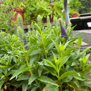 Veronica 'Ulster Dwarf Blue' 3ltr