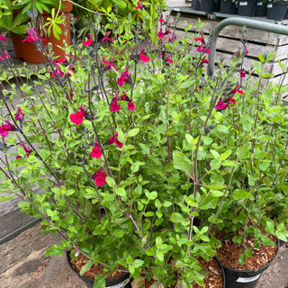 Slavia 'Cherry Lips' 3ltr