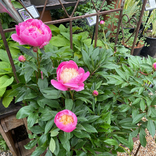 Peony 'Bowl of Beauty' 3ltr