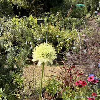 Cephalaria Gigantea