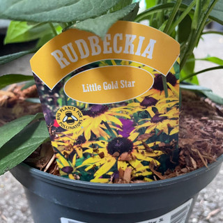 Rudbeckia Little 'Gold Star'