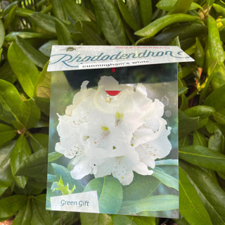 Rhododendron Elegans – Kilmarnock Nurseries