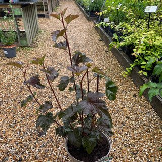 Physocarpus 'Diabolo' (5L