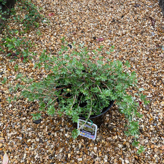 Potentilla fruiticosa 'Primrose Beauty' (5L)