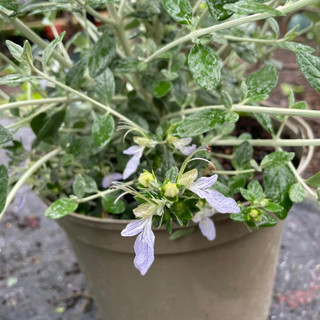 Teucrium fruticans azureum (5)