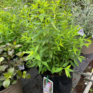 Spiraea Shirobana (5L)