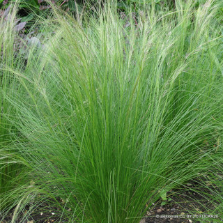 Stipa tenuissima 'Pony Tails' (Grass)