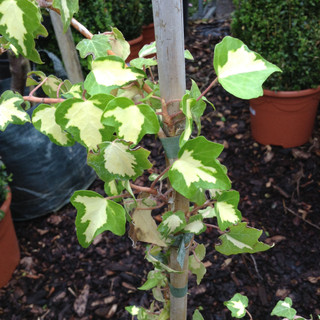 Hedera helix 'Goldheart' (60/80cm) - 4ltr