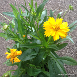 Perennials - Coreopsis - Bunkers Hill Plant Nursery