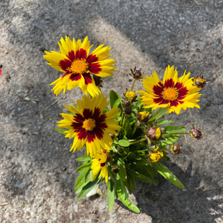 Perennials - Coreopsis - Bunkers Hill Plant Nursery