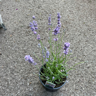 Lavender 'Melissa Lilac' (3L)