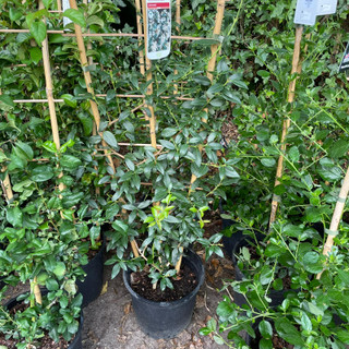 Osmanthus burkwoodii  - 1.2m trellis