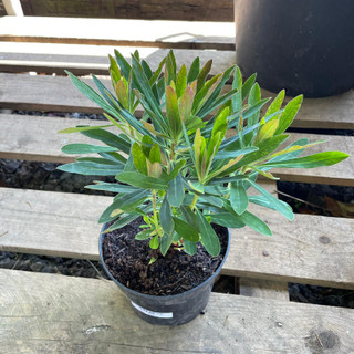 Euphorbia 'Martini' - 2L