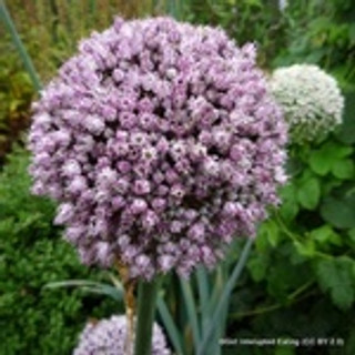 Allium 'Summer Drummer' PACK of 3 Bulbs