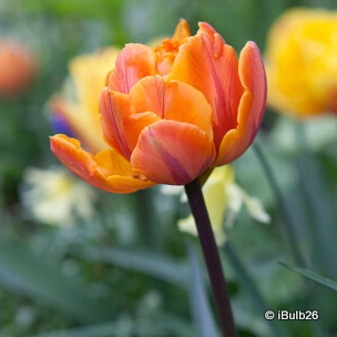 Tulip 'Orange Princess' (Double Late) - PACK of 10 Premium size bulbs