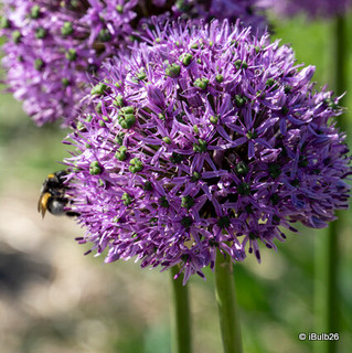 Allium Gladiator - 6 bulbs