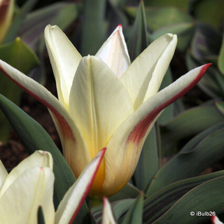 Tulip 'Johann Strauss' PACK - 9 bulbs