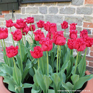 Bulbs - Premium Tulips (11-12+ cm) - Bunkers Hill Plant Nursery