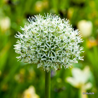 Allium Mount Everest - 6 bulbs