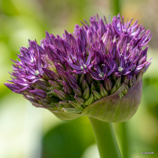 Allium Pinball Wizard - 6 bulbs