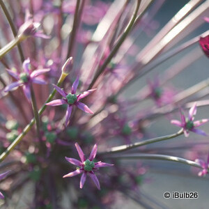 Allium Schubertii - 6 bulbs