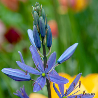 Camassia leichtlinii 'Alba'