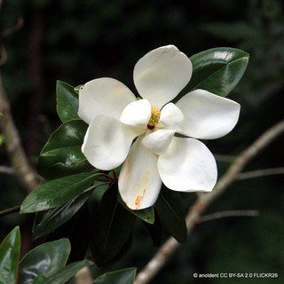 Magnolia 'Little Gem' (7.5L)