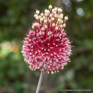 Allium 'Red Mohican'