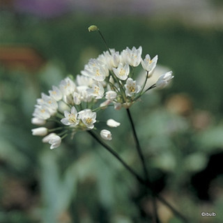 Allium 'Neopolitanum PACK 31 Bulbs