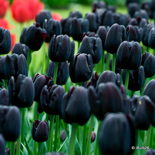 Tulip 'Cafe Noir' (Single Late) - PACK of 10 Premium size bulbs