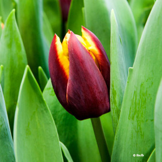 Tulip 'Doberman' (Triumph) - PACK of 10 Premium size bulbs