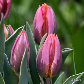 Tulip 'Pretty Princess' (Rembrandt) - PACK of 10 Premium size bulbs