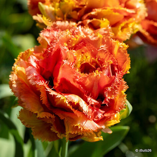 Tulip 'Sensual Touch' (Fringed) - PACK of 10 Premium size bulbs